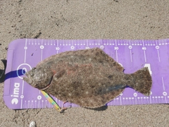 ヒラメの釣果