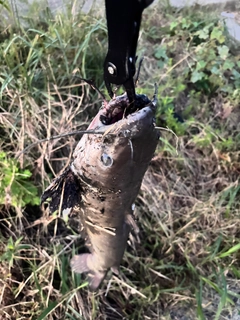 アメリカナマズの釣果