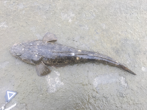 マゴチの釣果