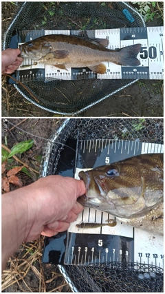 スモールマウスバスの釣果
