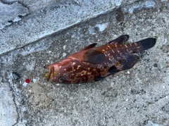 キジハタの釣果