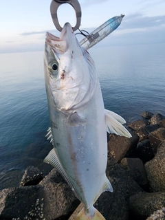 ヤズの釣果
