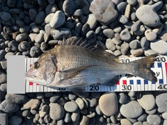 チヌの釣果
