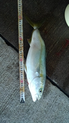 フクラギの釣果
