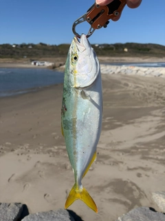 イナダの釣果