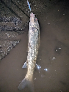 ニゴイの釣果