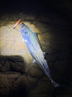 サゴシの釣果