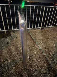 タチウオの釣果
