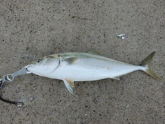 ブリの釣果