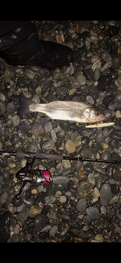 フッコ（ヒラスズキ）の釣果