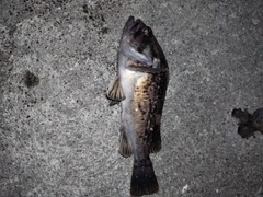 クロソイの釣果