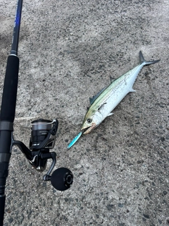 サゴシの釣果