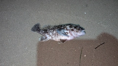 クロソイの釣果