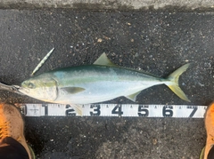 ワラサの釣果