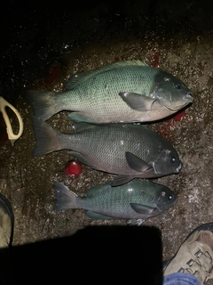 グレの釣果