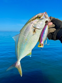 ネリゴの釣果