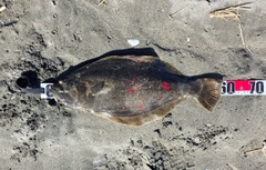 ヒラメの釣果