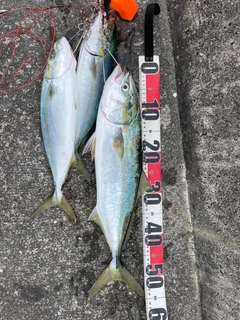 イナダの釣果