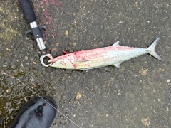 サゴシの釣果