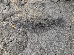 ソゲの釣果
