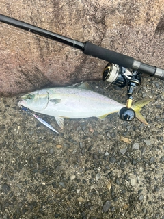 ヤズの釣果