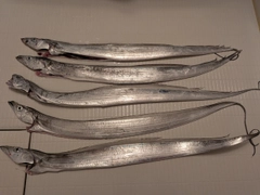 タチウオの釣果