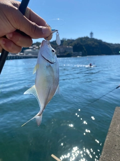 メッキの釣果