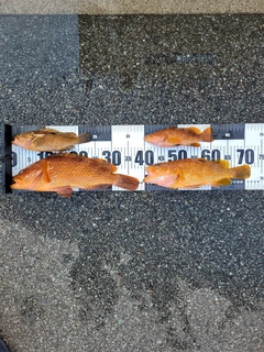 アコウの釣果