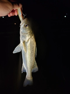 フッコ（マルスズキ）の釣果