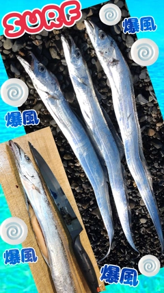 タチウオの釣果