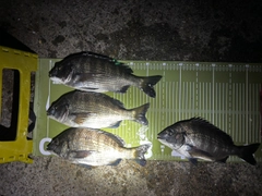 クロダイの釣果