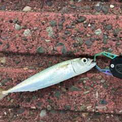 サバの釣果