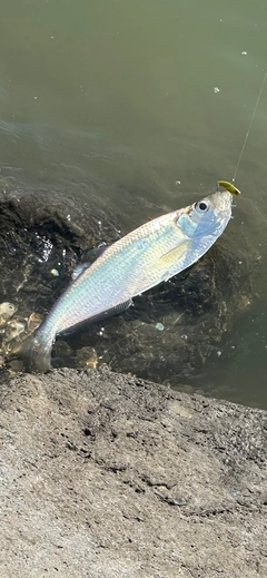 ヒラの釣果