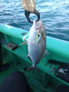 ショゴの釣果