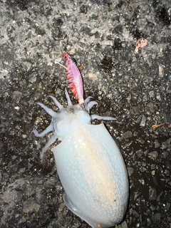 シリヤケイカの釣果