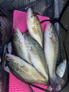 ブラックバスの釣果