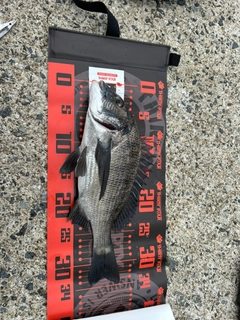 メジナの釣果