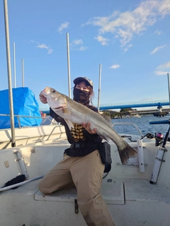 シーバスの釣果