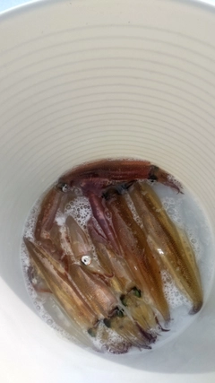 ヤリイカの釣果