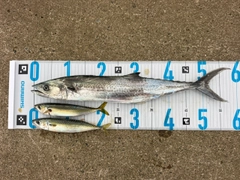 サゴシの釣果