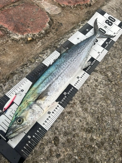 サワラの釣果