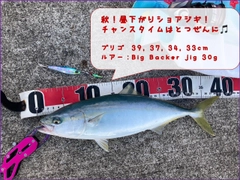 イナダの釣果