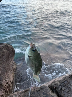 メジナの釣果