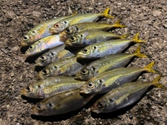 アジの釣果