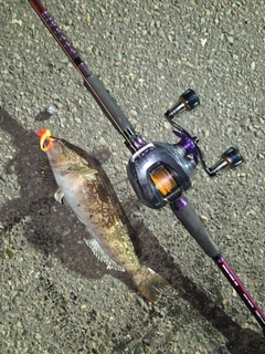 アイナメの釣果