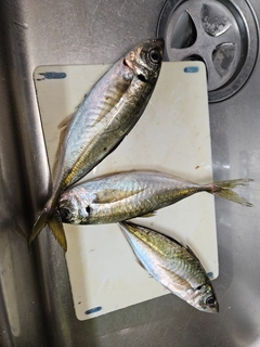 マアジの釣果