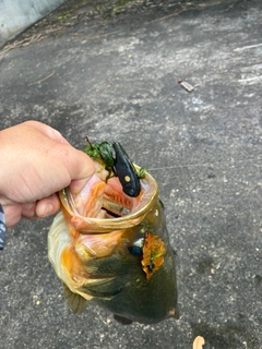 ブラックバスの釣果