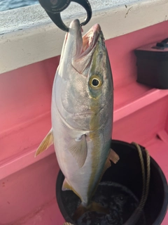 イナダの釣果