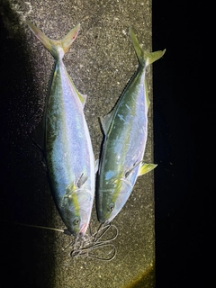 ワラサの釣果