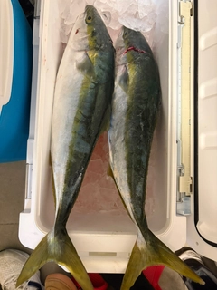 ワラサの釣果